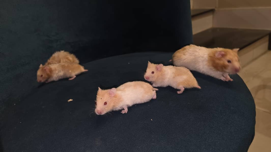 Hamsters 8