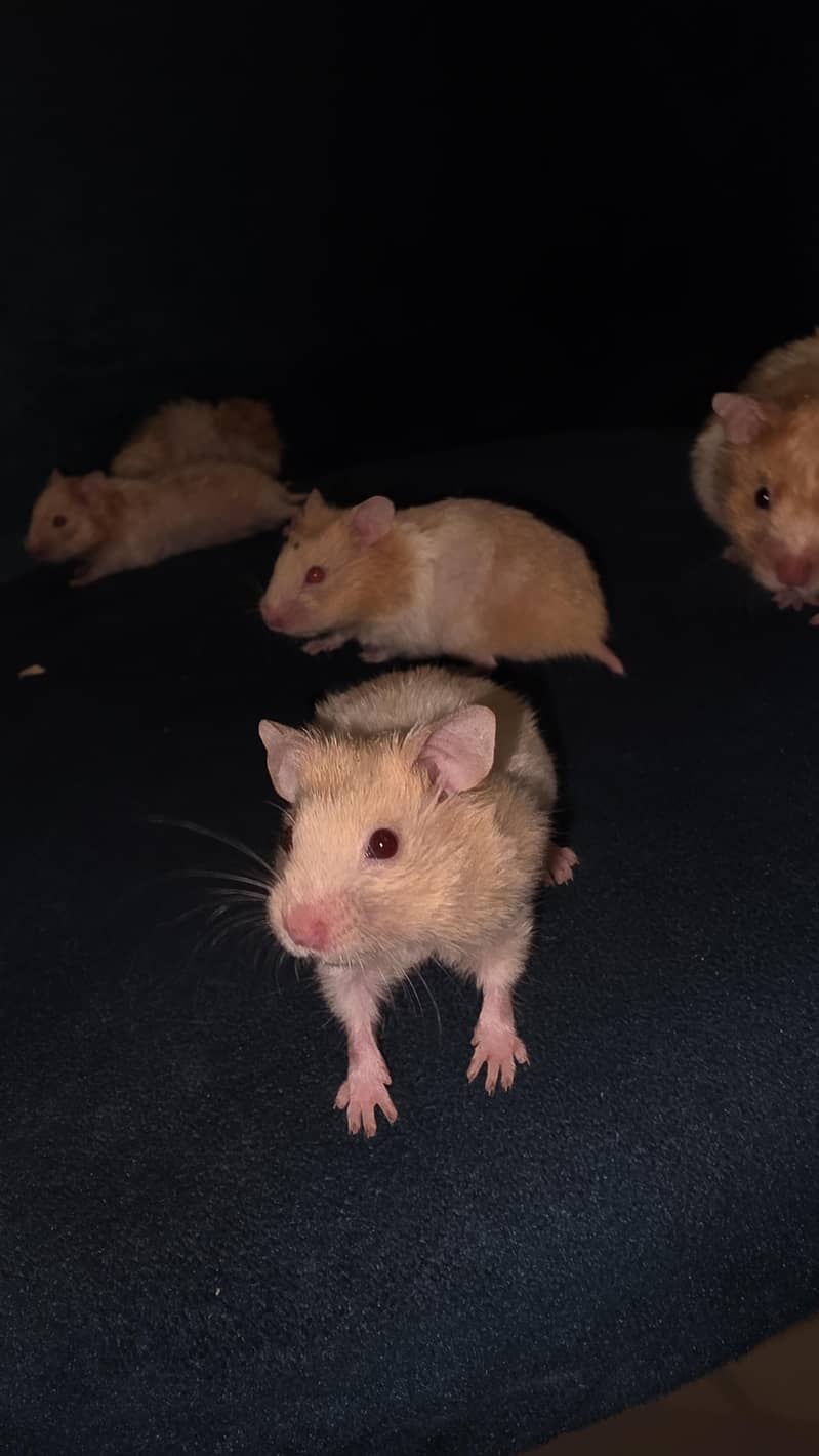 Hamsters 9