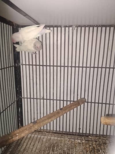 breeder pair garanti k sath