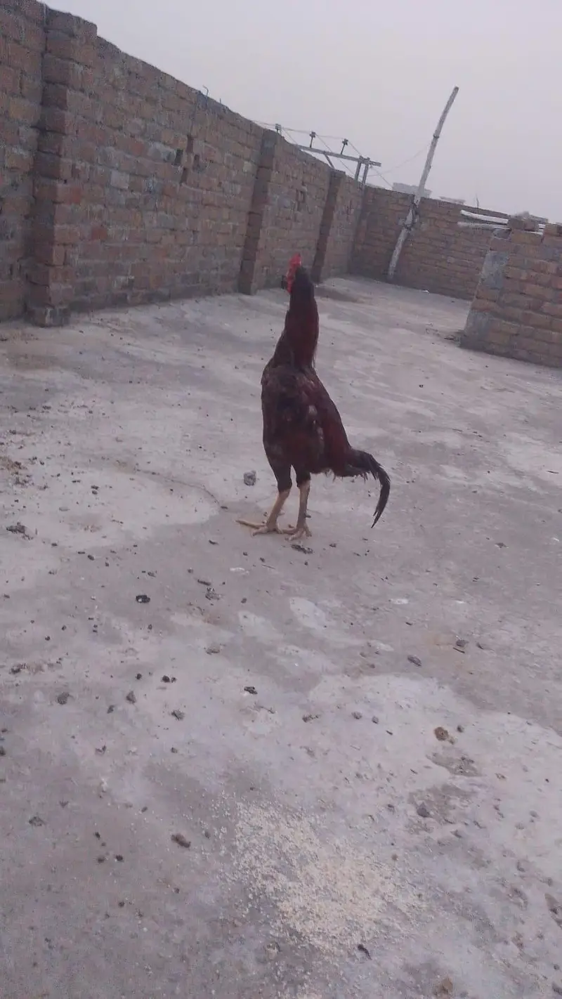 Aseel hens Desi hen anda dete hai — photo 5