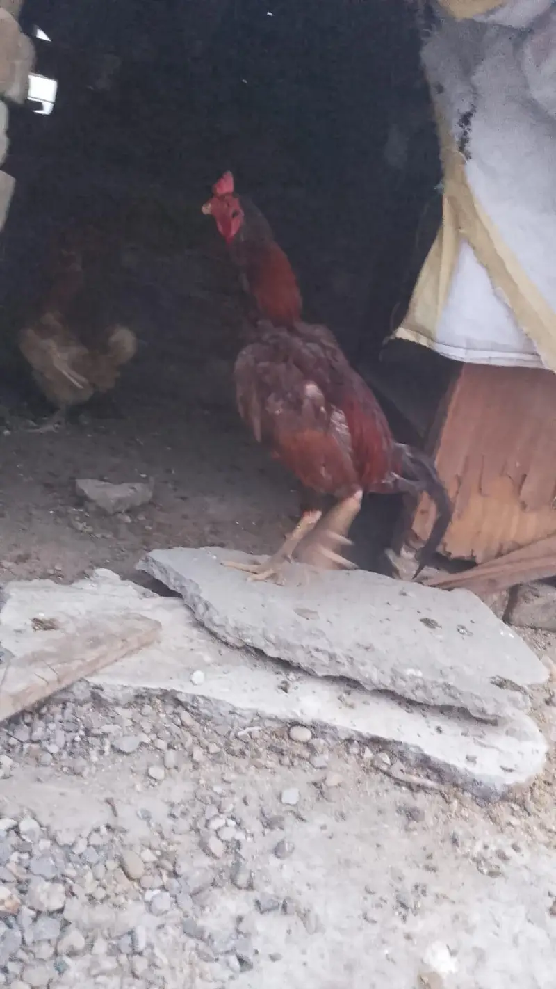 Aseel hens Desi hen anda dete hai — photo 6