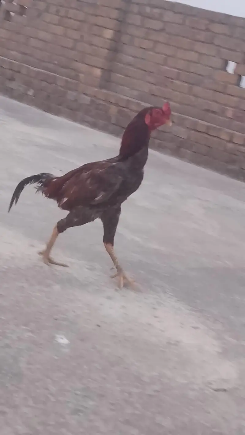 Aseel hens Desi hen anda dete hai — photo 7