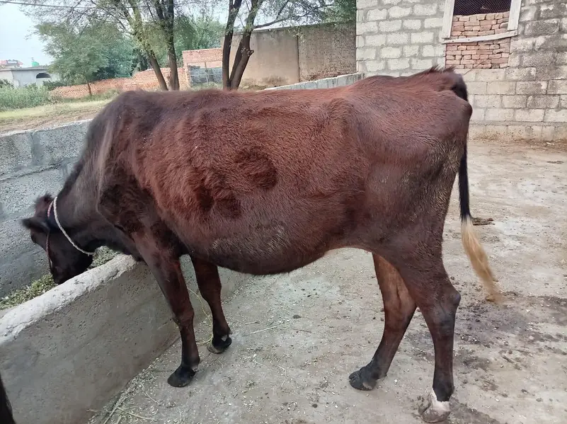 Friesian nasal Ki 6 months Ke gahban gaay for sale contact 03216770840 — photo 3