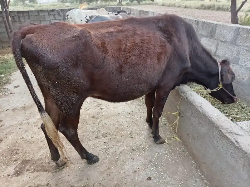 Friesian nasal Ki 6 months Ke gahban gaay for sale contact 03216770840 — photo 4