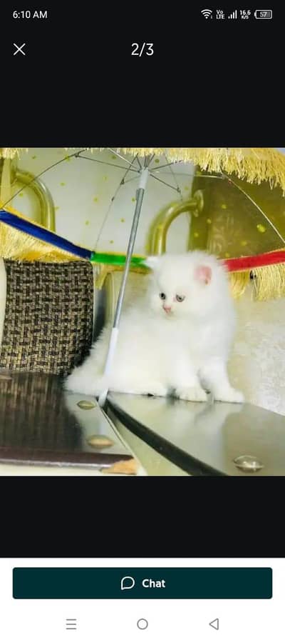 Persian cat 2month vaccinated