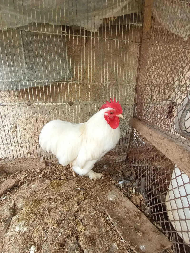 Bantam mail — photo 2