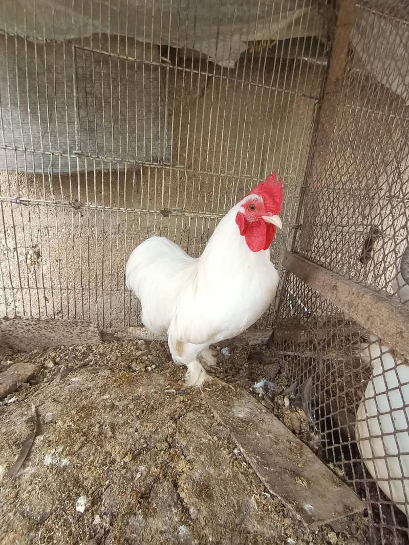 Bantam mail 2