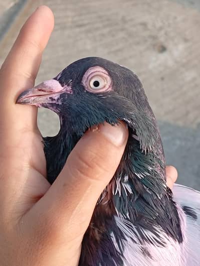 high quality pigeon