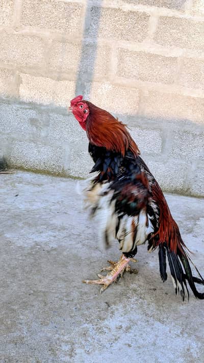 High Quality Aseel Lakha Mianwali Murga Available For Sale.