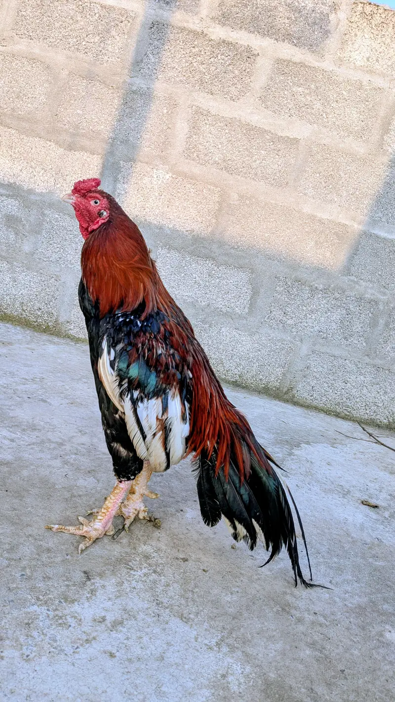 High Quality Aseel Lakha Mianwali Murga Available For Sale. — photo 2