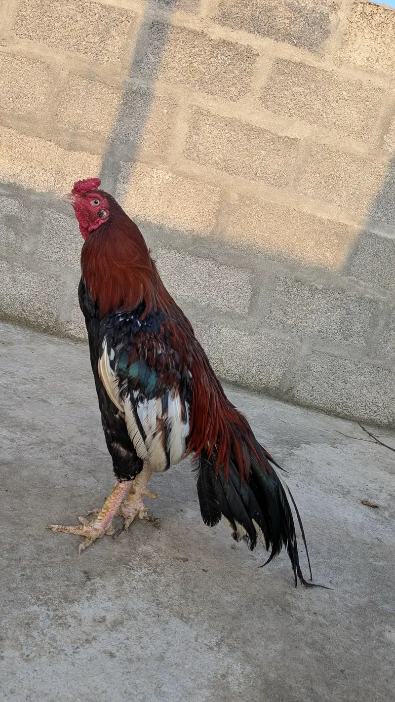 High Quality Aseel Lakha Mianwali Murga Available For Sale. — photo 3