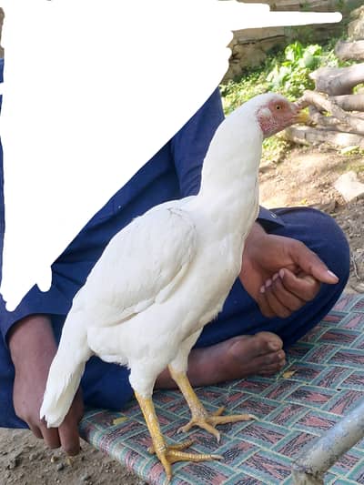 Heera hen