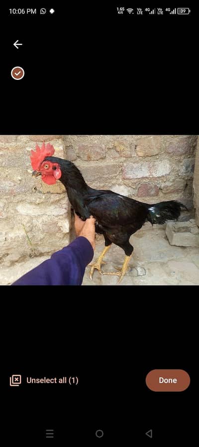 black muska begum jagiri