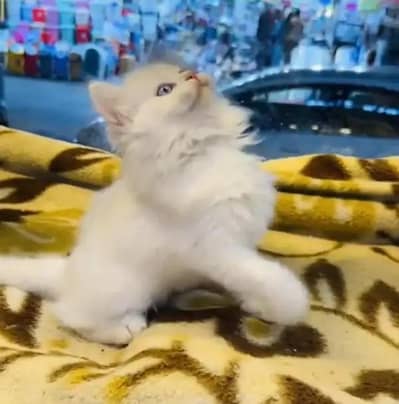 person cat for sale
