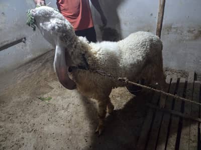 Pure Kajla Sargodha Dumba