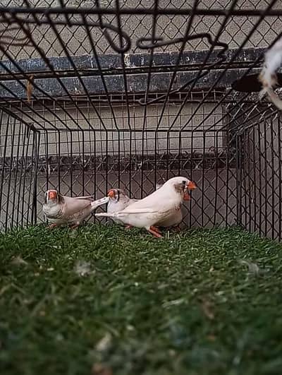Finches Available