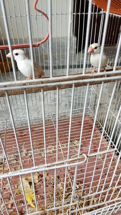 white java breeder pair