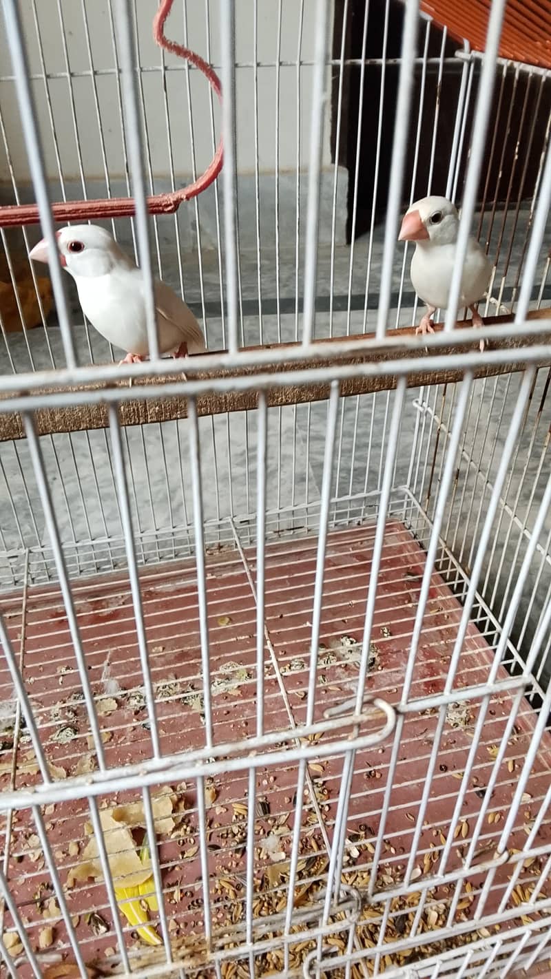 white java breeder pair 0