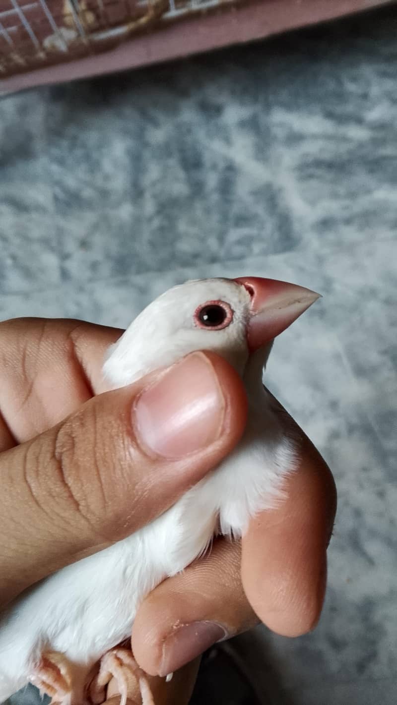 white java breeder pair 1