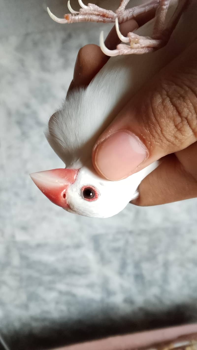 white java breeder pair 2