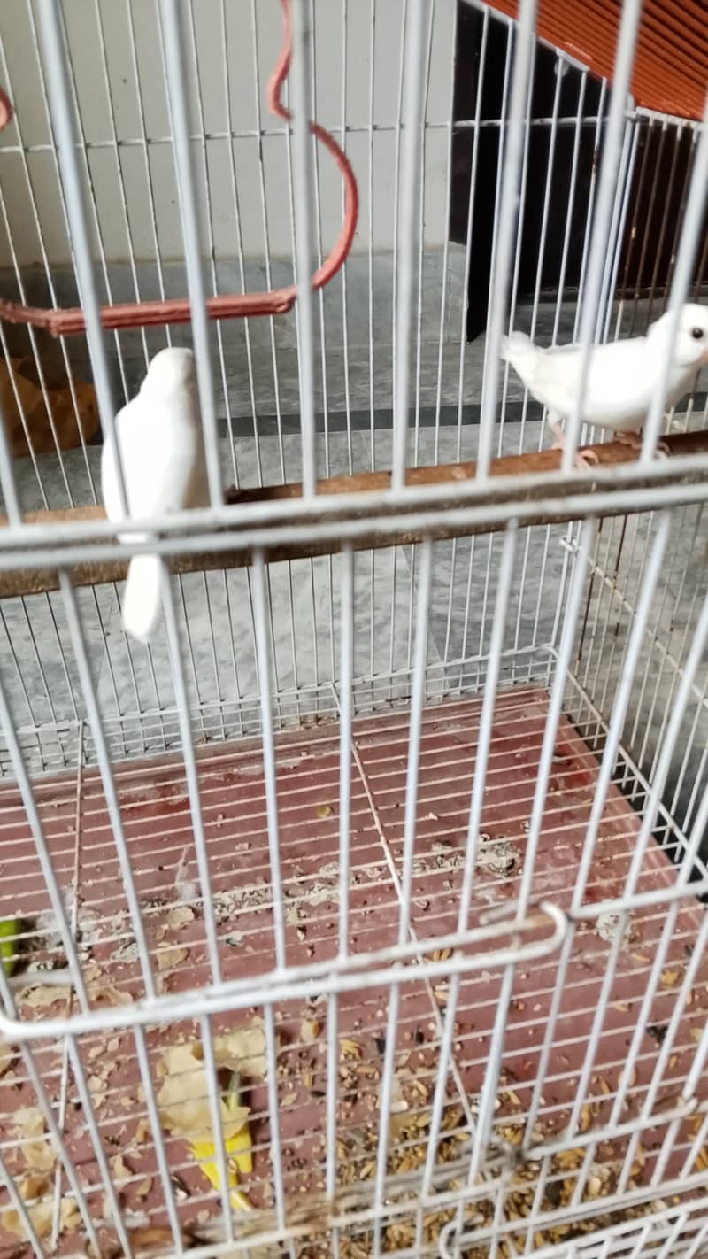 white java breeder pair 3