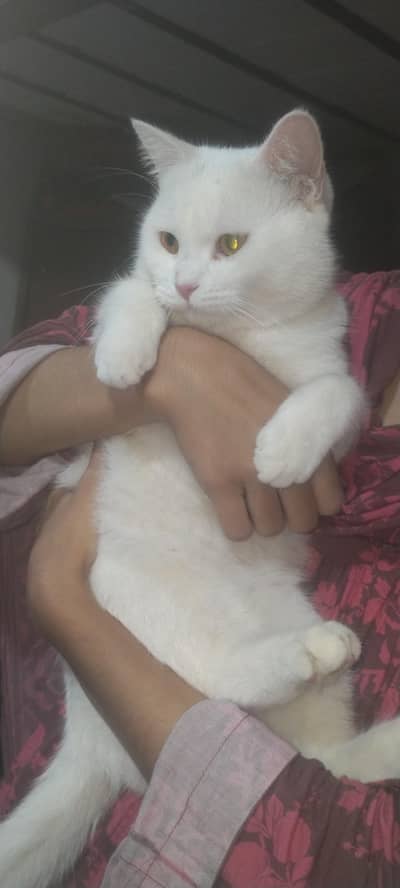 cat for sale