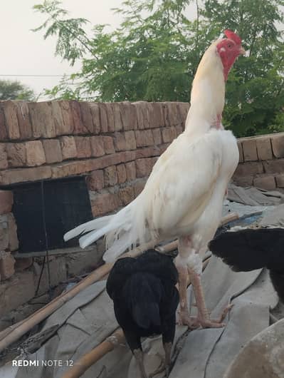 Aseel Murga for Sale – Healthy & Active Pure Breed