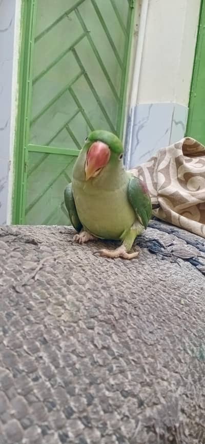 kashmiri parrot