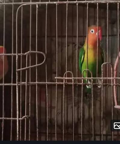 love bird green fisher pair