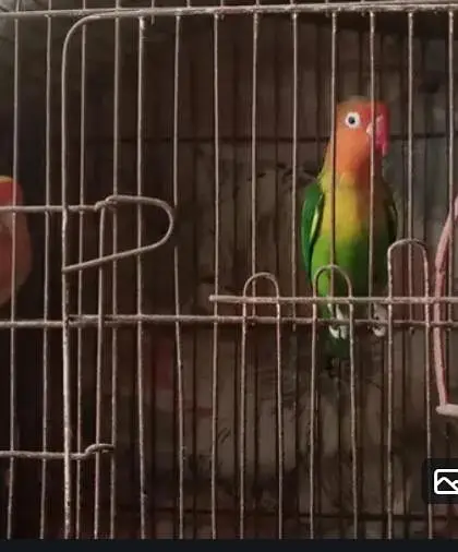love bird green fisher pair