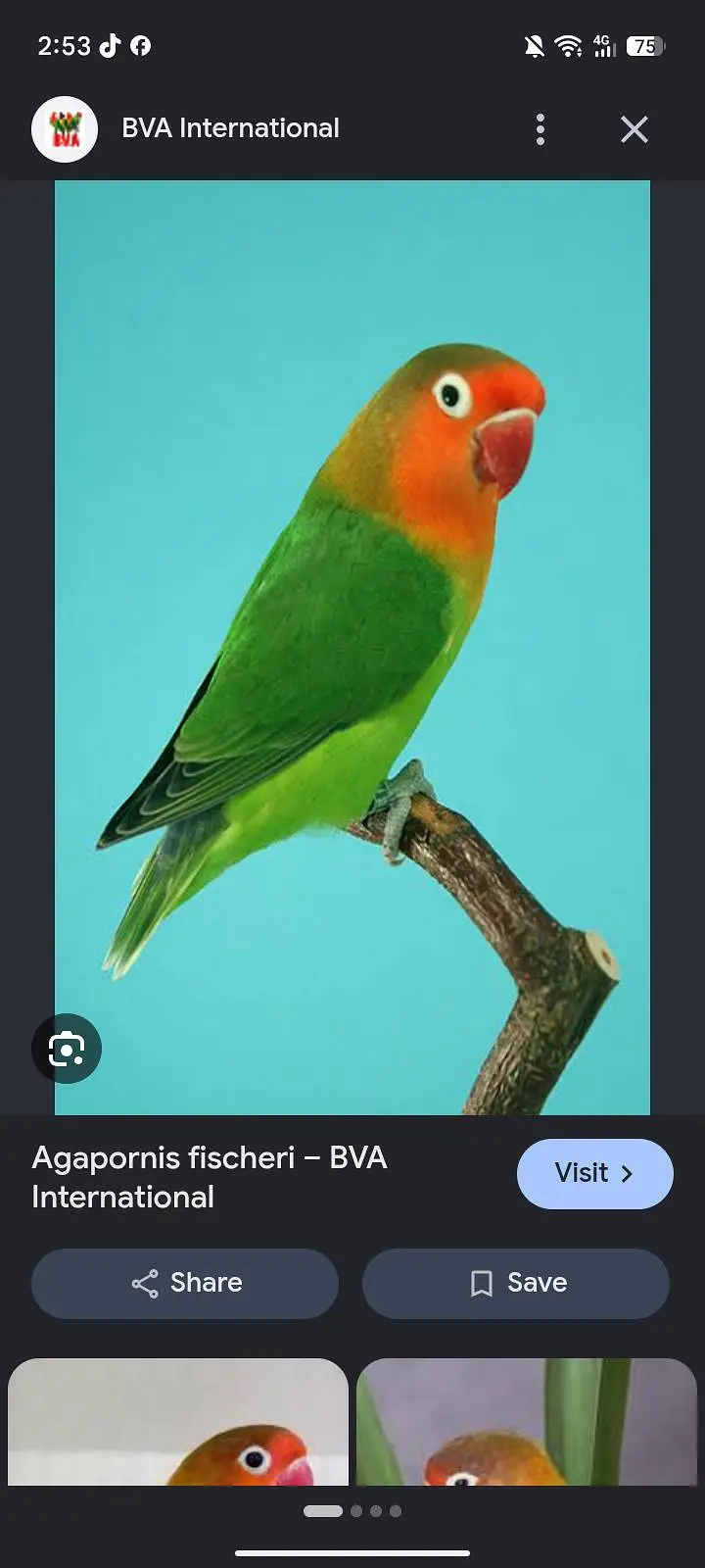 love bird green fisher pair — photo 2