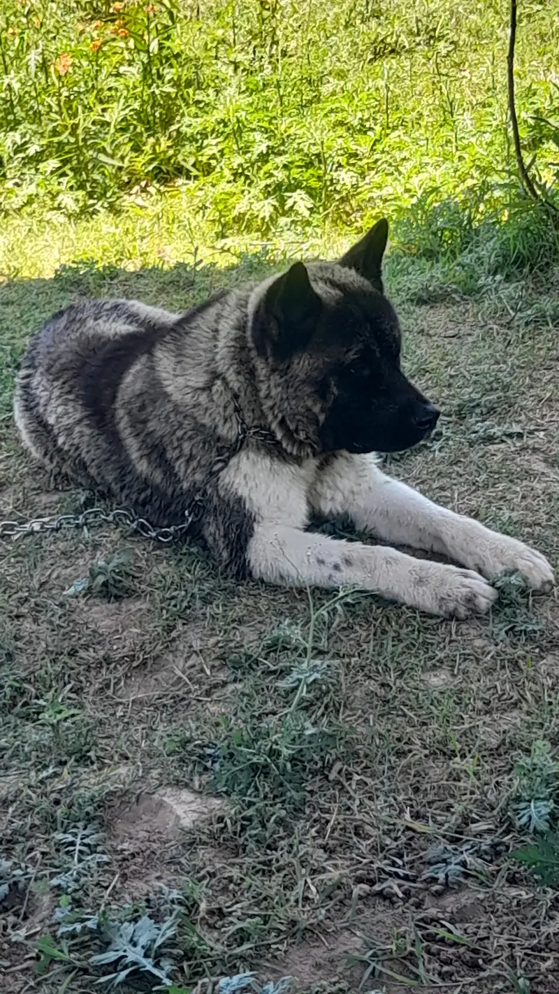 American akita (stud only)