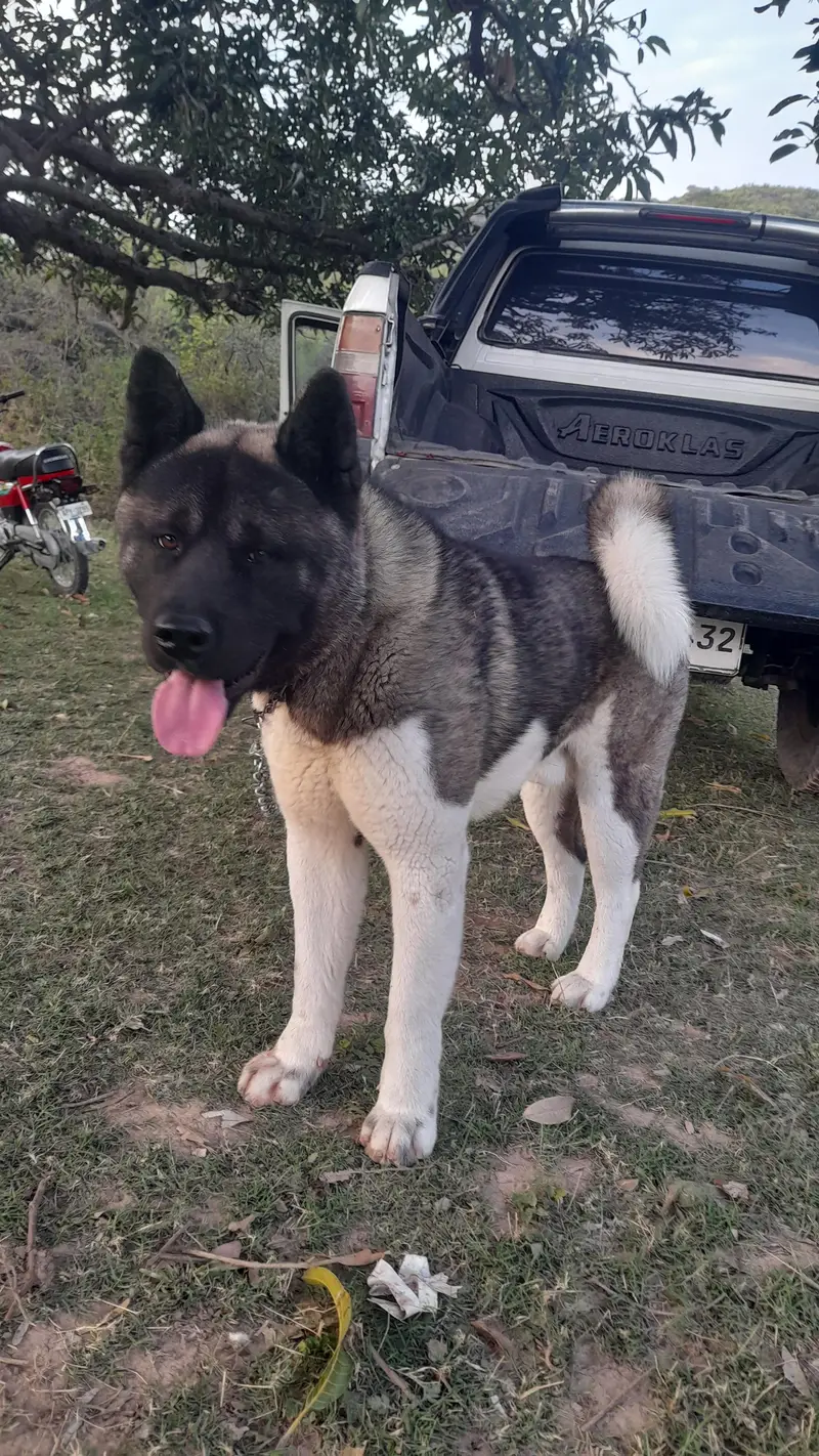 American akita (stud only) — photo 2