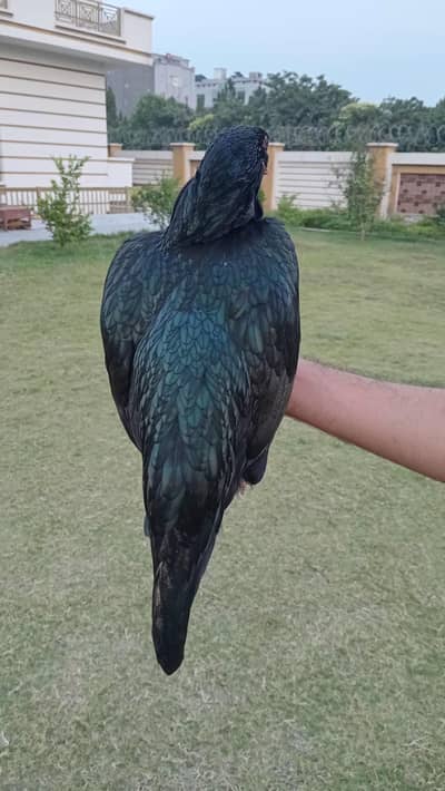 Pure lasani female for sale age 2 year top line blood