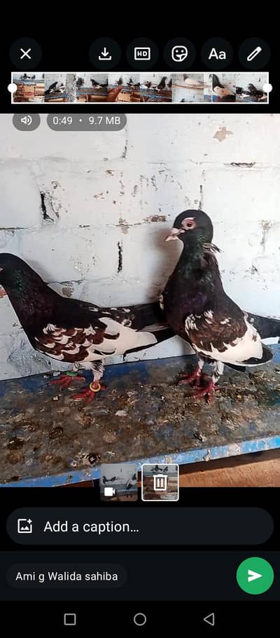 black khal guldar kalyara breeeder pair