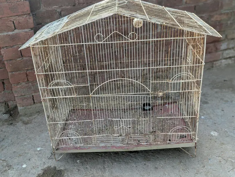 big cage
