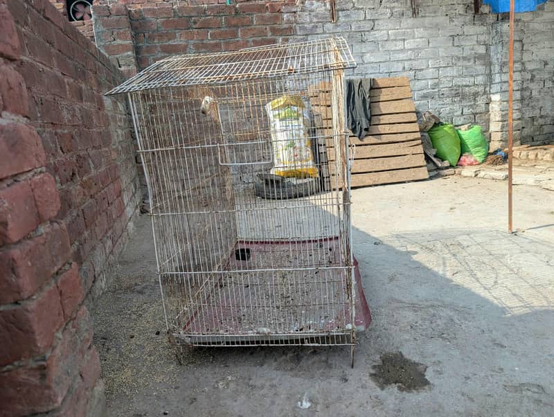 big cage 2