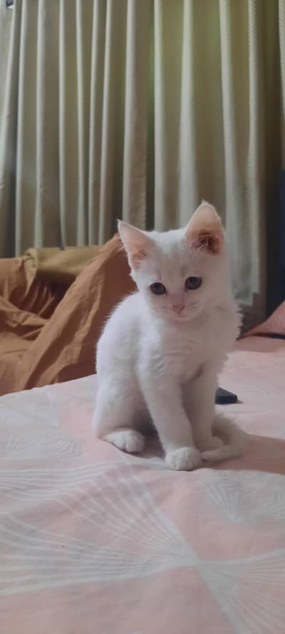 persian kittens and cats