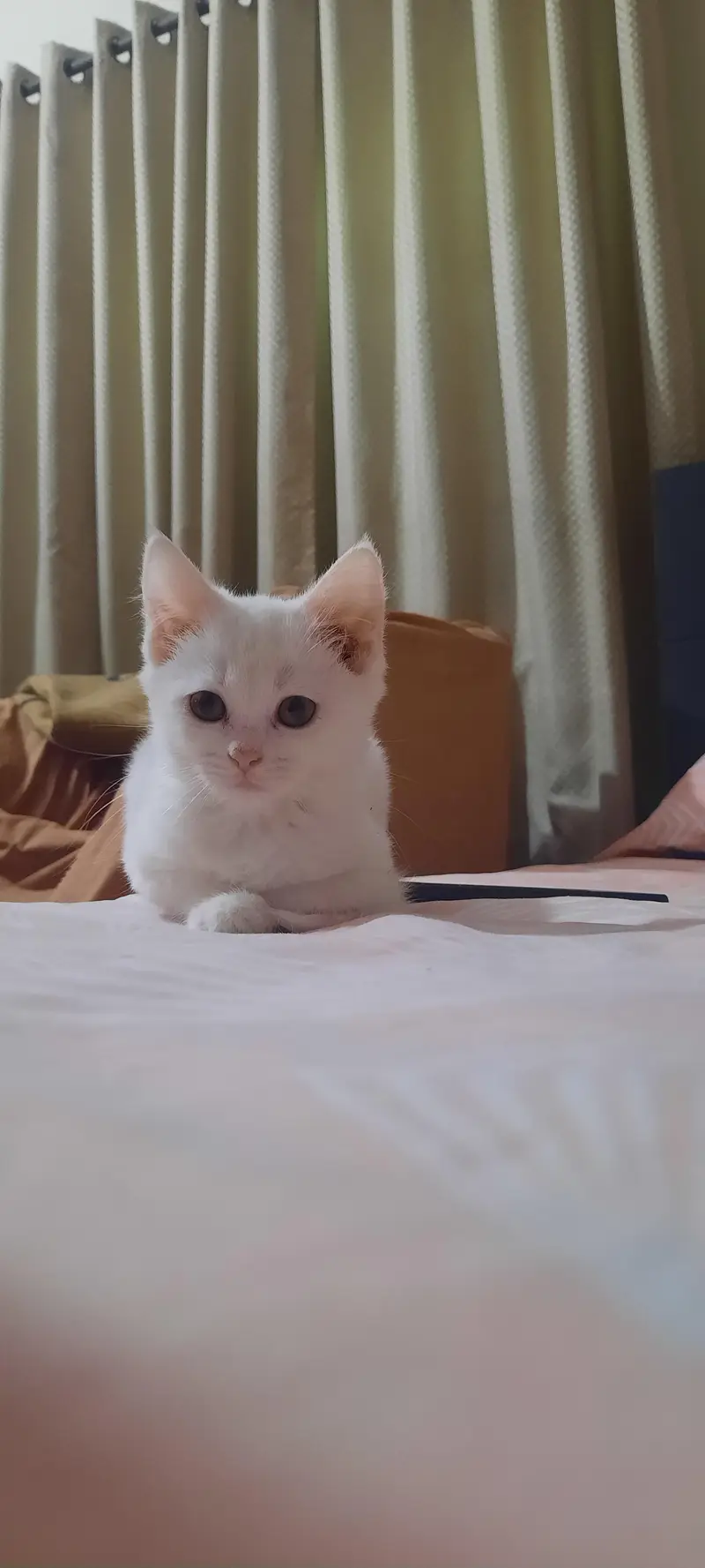 persian kittens and cats — photo 2