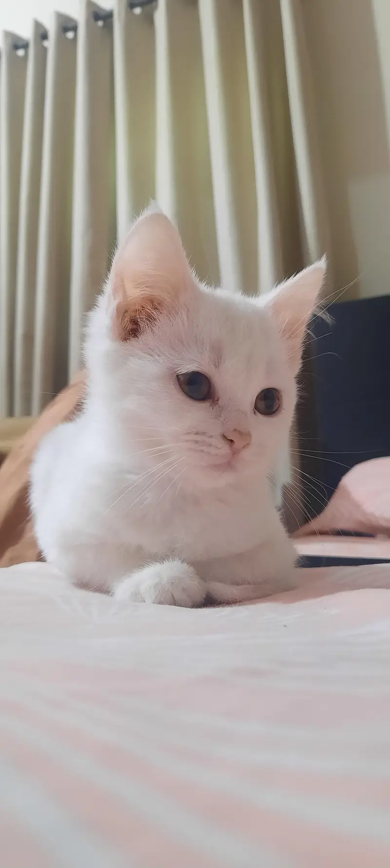 persian kittens and cats — photo 3