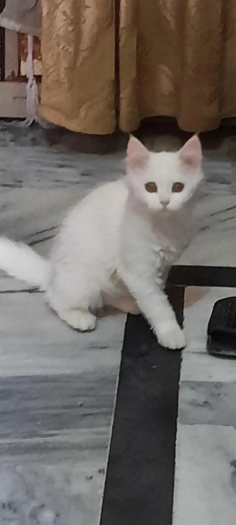 persian kittens and cats — photo 5