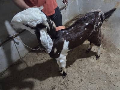 Beetal Nagra breeder bakra (Commando)