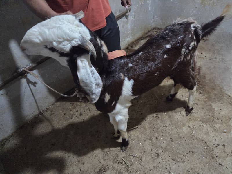 Beetal Nagra breeder bakra (Commando) 0