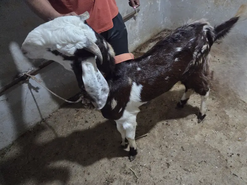 Beetal Nagra breeder bakra (Commando)