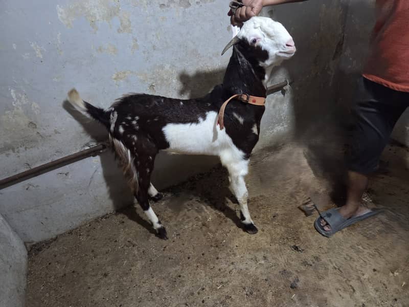 Beetal Nagra breeder bakra (Commando) 1
