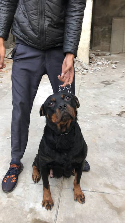 breeder female available