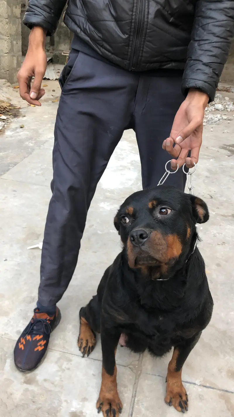 breeder female available — photo 3