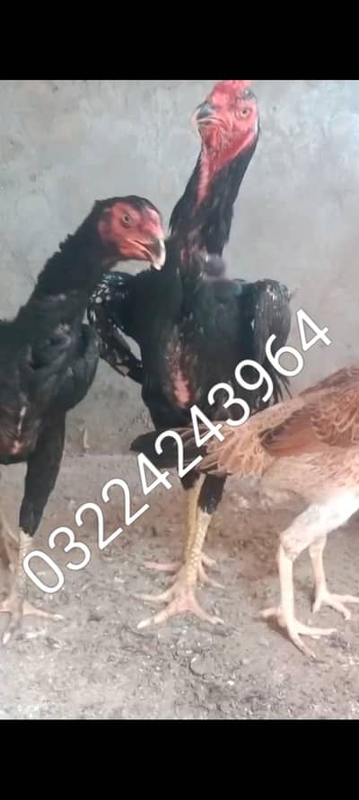 black shamo pair