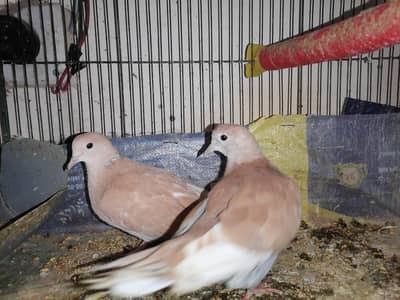 Dove pair For sale