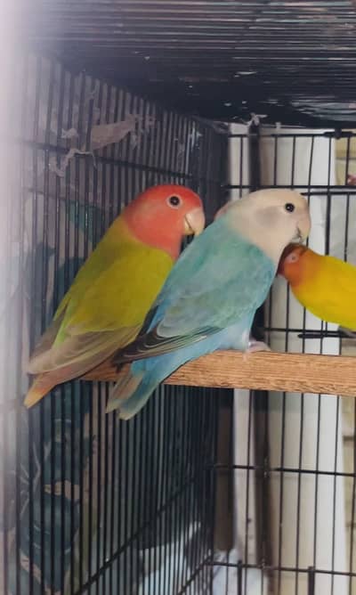 Rosycolli opline breeder females for sale top quality
